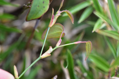 Smilax menispermoidea