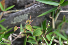 Smilax menispermoidea