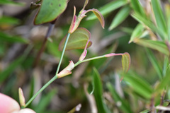 Smilax menispermoidea