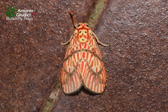 Barsine cornicornutata