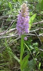 Dactylorhiza majalis baltica