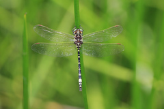Synthemis eustalacta