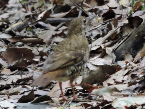 Russet-tailed Thrush (Zoothera heinei), photo 10