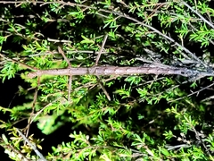 Argosarchus horridus