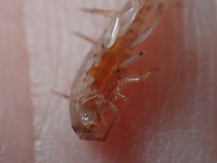 Arcitalitrus sylvaticus