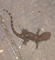Gekko similignum