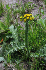 Berkheya umbellata