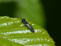 Crossocerus