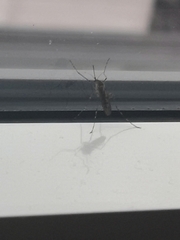 Culex quinquefasciatus