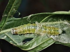 Cryptoptila immersana