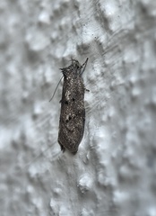 Leistomorpha brontoscopa