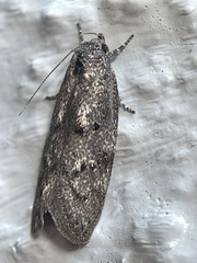 Leistomorpha brontoscopa