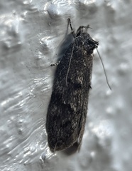 Leistomorpha brontoscopa