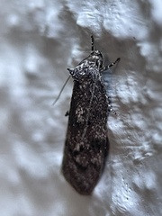 Leistomorpha brontoscopa