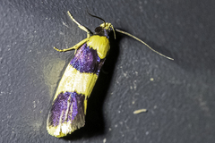 Telecrates laetiorella