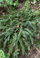 Pellaea rotundifolia