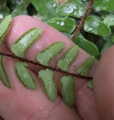 Pellaea rotundifolia