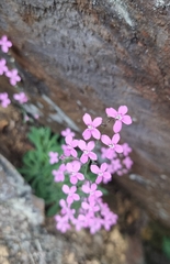 Stylidium bellum