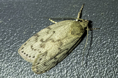 Prionocris