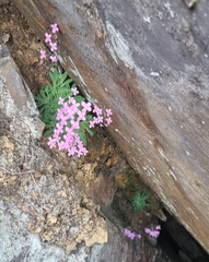 Stylidium bellum