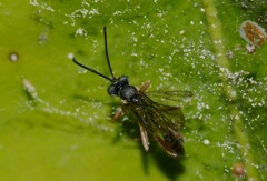 Cryptinae