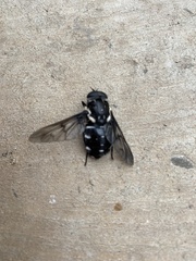 Triclista guttata