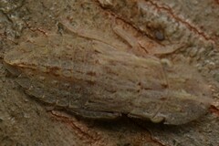 Ledromorpha