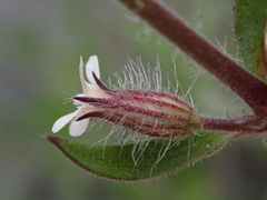 Silene gallica