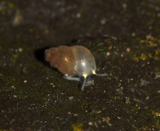 Marstoniopsis