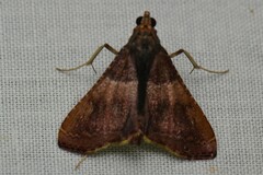 Endotricha ignealis