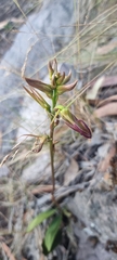 Cryptostylis ovata