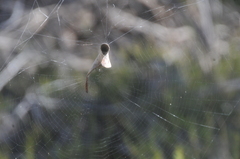 Phonognatha graeffei