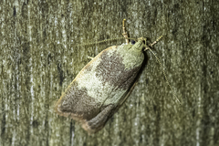 Oligoloba severa