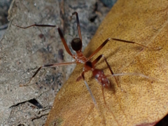Leptomyrmex cnemidatus