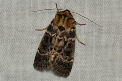 Proteuxoa sanguinipuncta