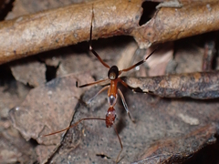 Leptomyrmex cnemidatus