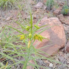 Gloriosa rigidifolia