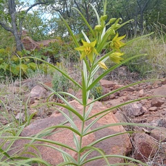 Gloriosa rigidifolia