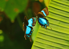 Papilio lorquinianus