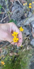 Goodenia trinervis