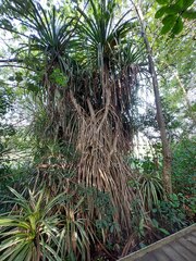 Pandanus tectorius