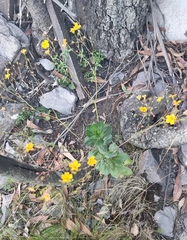Goodenia trinervis