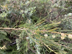 Acacia ptychoclada