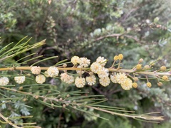Acacia ptychoclada