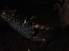 Silvascincus murrayi