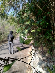 Jasminum nervosum