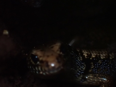 Silvascincus murrayi