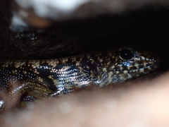 Silvascincus murrayi