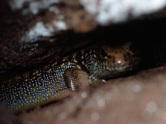 Silvascincus murrayi