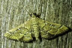 Nacoleia rhoeoalis